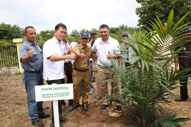 oil palm tree planting